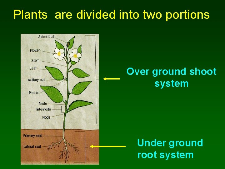Plants are divided into two portions Over ground shoot system Under ground root system