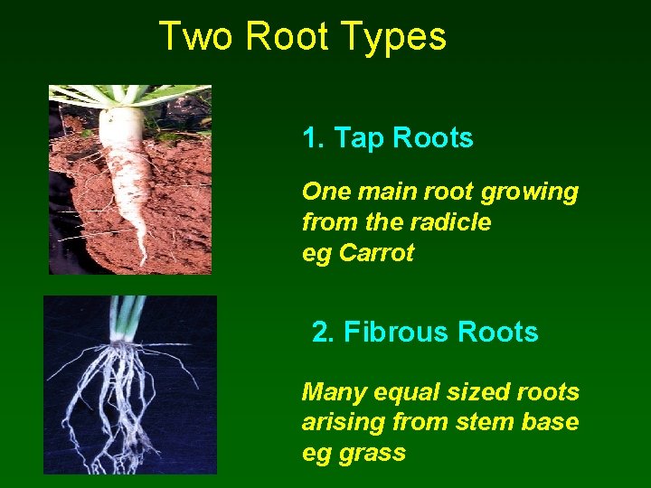 Two Root Types 1. Tap Roots One main root growing from the radicle eg