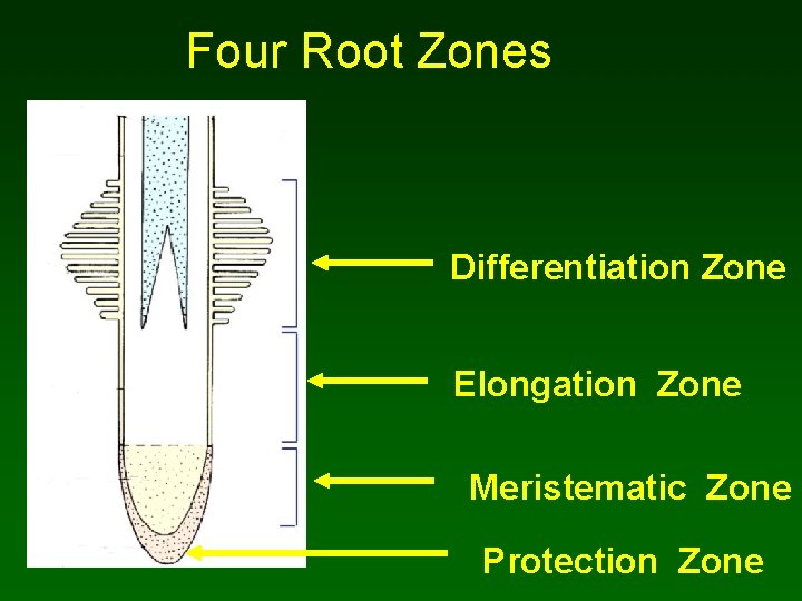 Four Root Zones Differentiation Zone Elongation Zone Meristematic Zone Protection Zone 