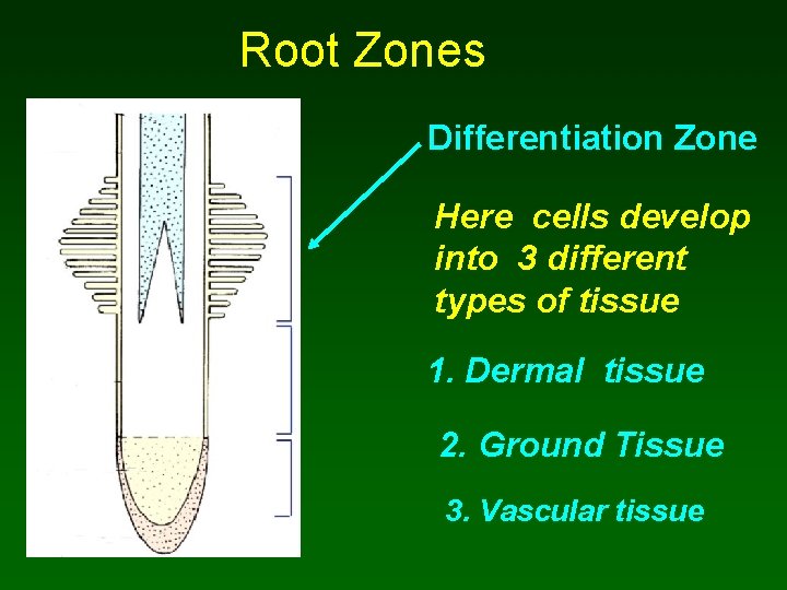 Root Zones Differentiation Zone Here cells develop into 3 different types of tissue 1.