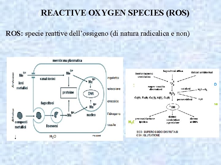 (REACTIVE OXYGEN SPECIES (ROS) ROS: specie reattive dell’ossigeno (di natura radicalica e non) 