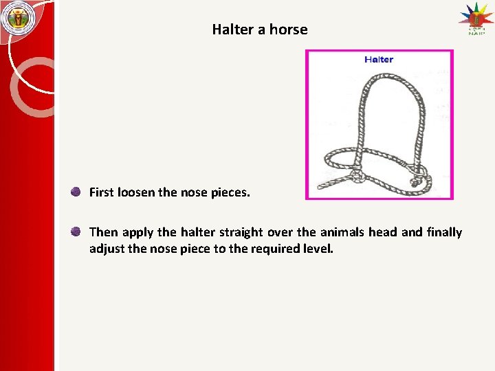 Halter a horse First loosen the nose pieces. Then apply the halter straight over