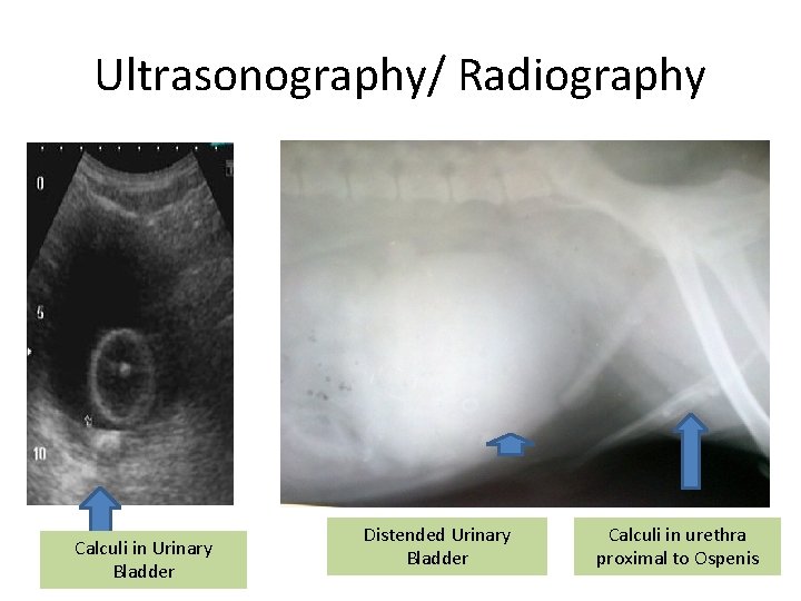 Ultrasonography/ Radiography Calculi in Urinary Bladder Distended Urinary Bladder Calculi in urethra proximal to