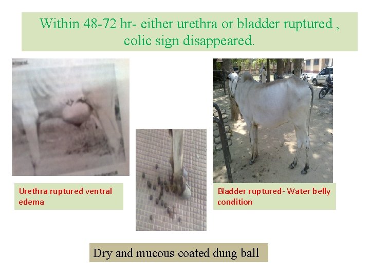 Within 48 -72 hr- either urethra or bladder ruptured , colic sign disappeared. Urethra