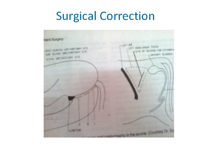 Surgical Correction 