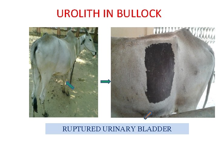 UROLITH IN BULLOCK RUPTURED URINARY BLADDER 