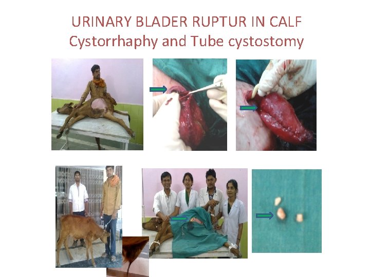 URINARY BLADER RUPTUR IN CALF Cystorrhaphy and Tube cystostomy 