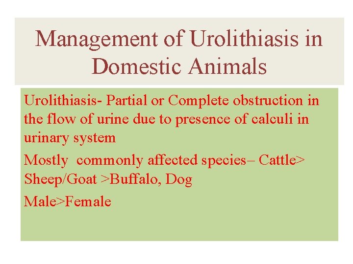 Management of Urolithiasis in Domestic Animals Urolithiasis- Partial or Complete obstruction in the flow