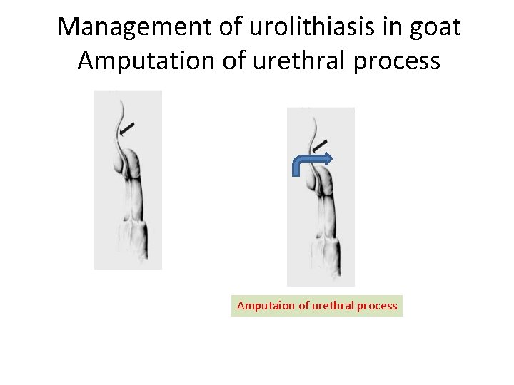 Management of urolithiasis in goat Amputation of urethral process Amputaion of urethral process 