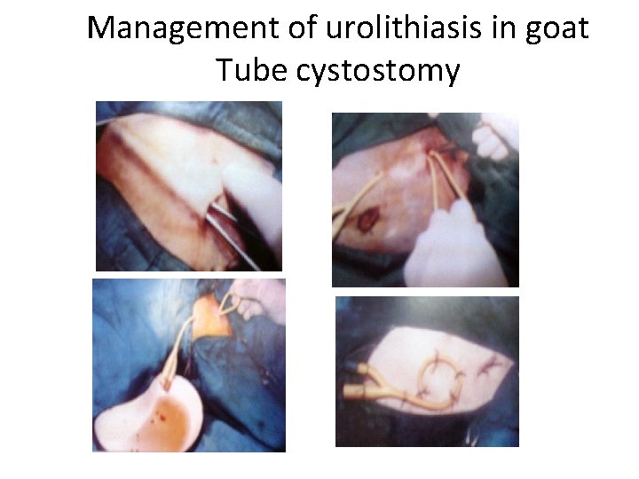 Management of urolithiasis in goat Tube cystostomy 