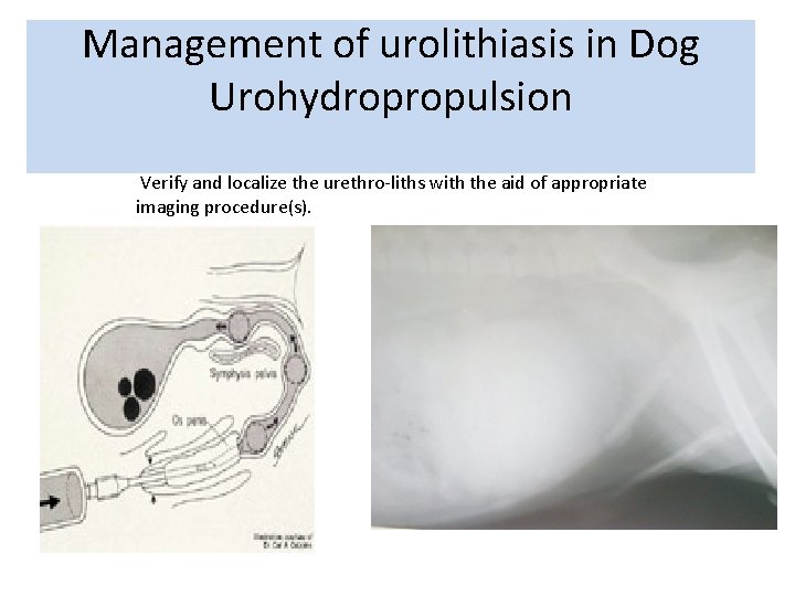 Management of urolithiasis in Dog Urohydropropulsion Verify and localize the urethro-liths with the aid