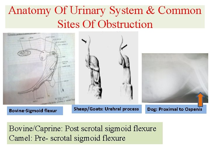 Anatomy Of Urinary System & Common Sites Of Obstruction Bovine-Sigmoid flexur Sheep/Goats: Urehral process