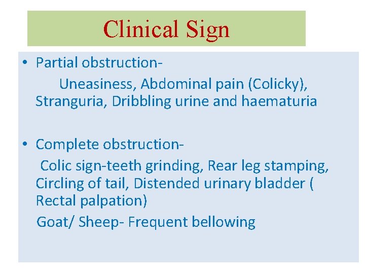 Clinical Sign • Partial obstruction. Uneasiness, Abdominal pain (Colicky), Stranguria, Dribbling urine and haematuria