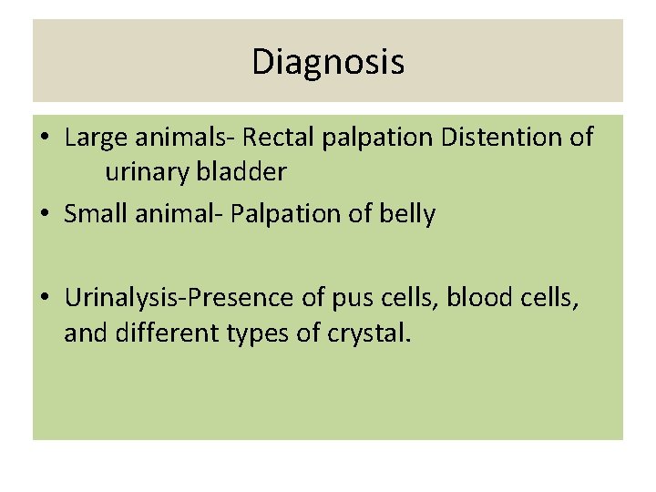 Diagnosis • Large animals- Rectal palpation Distention of urinary bladder • Small animal- Palpation