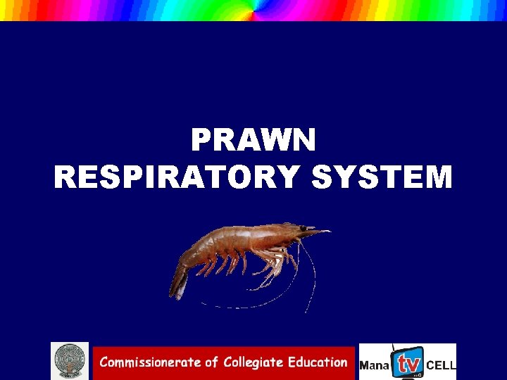 PRAWN RESPIRATORY SYSTEM 