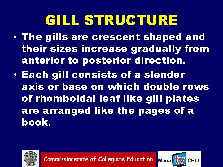 GILL STRUCTURE • The gills are crescent shaped and their sizes increase gradually from