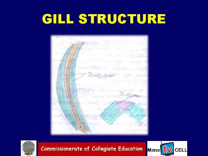 GILL STRUCTURE 