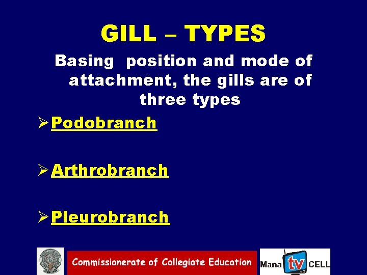 GILL – TYPES Basing position and mode of attachment, the gills are of three