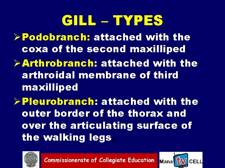 GILL – TYPES Ø Podobranch: attached with the coxa of the second maxilliped Ø