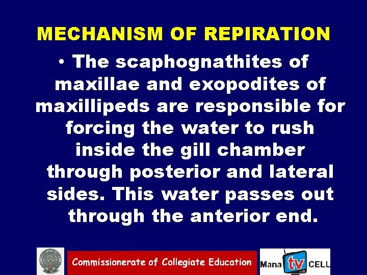 MECHANISM OF REPIRATION • The scaphognathites of maxillae and exopodites of maxillipeds are responsible