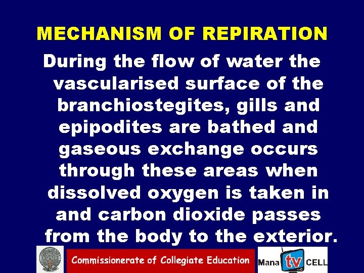 MECHANISM OF REPIRATION During the flow of water the vascularised surface of the branchiostegites,