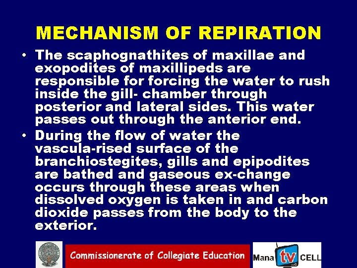 MECHANISM OF REPIRATION • The scaphognathites of maxillae and exopodites of maxillipeds are responsible