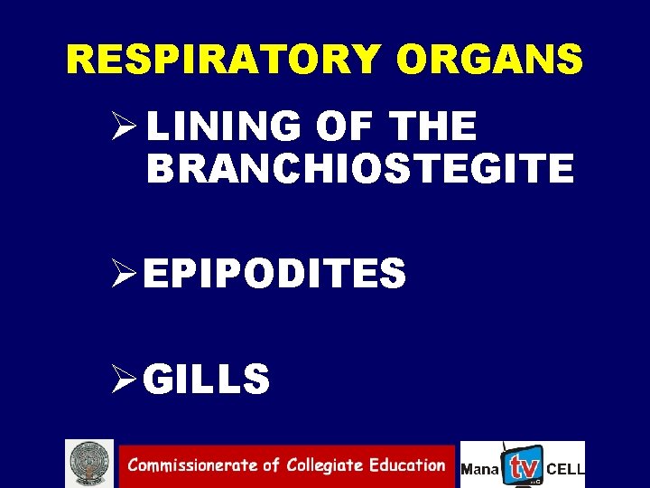 RESPIRATORY ORGANS Ø LINING OF THE BRANCHIOSTEGITE ØEPIPODITES ØGILLS 