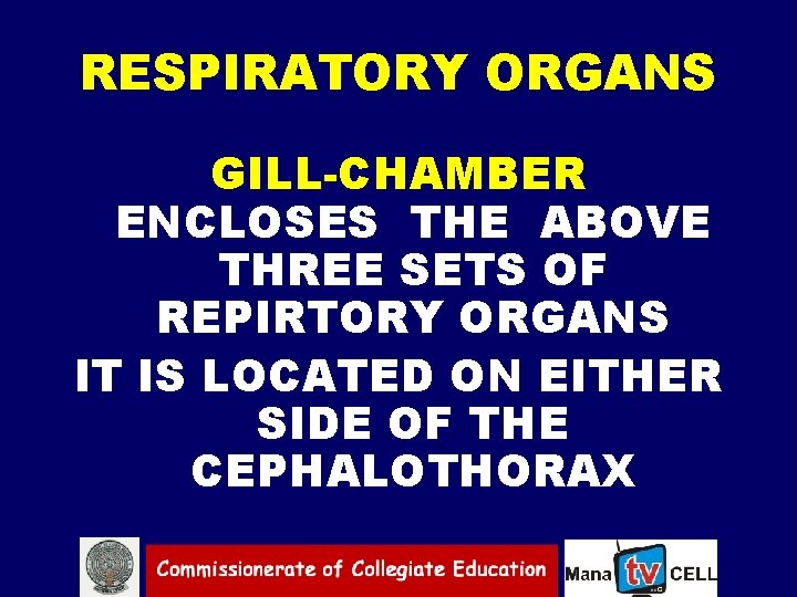 RESPIRATORY ORGANS GILL CHAMBER ENCLOSES THE ABOVE THREE SETS OF REPIRTORY ORGANS IT IS