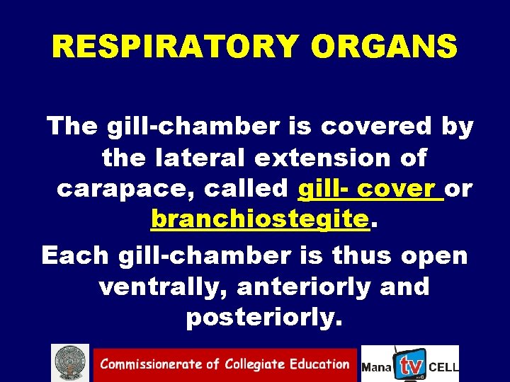 RESPIRATORY ORGANS The gill chamber is covered by the lateral extension of carapace, called
