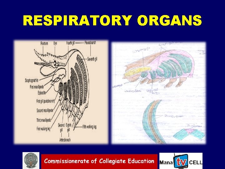 RESPIRATORY ORGANS 