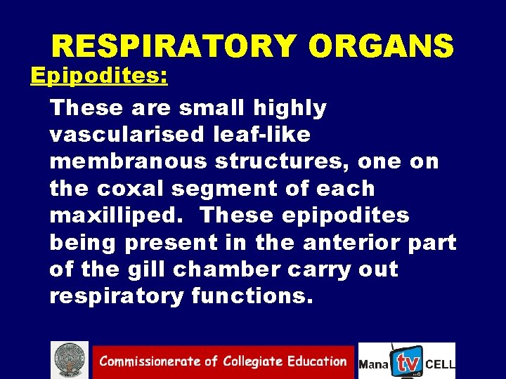 RESPIRATORY ORGANS Epipodites: These are small highly vascularised leaf like membranous structures, one on