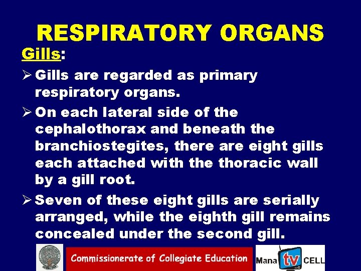 RESPIRATORY ORGANS Gills: Ø Gills are regarded as primary respiratory organs. Ø On each