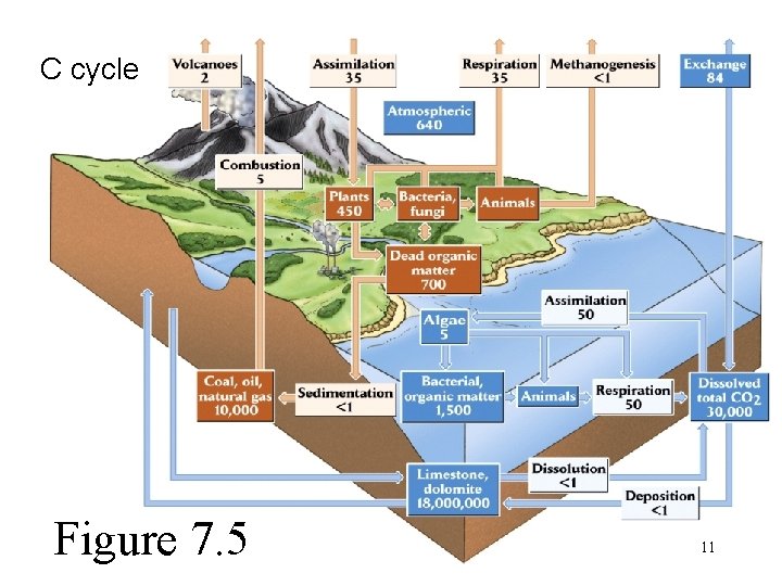 C cycle Figure 7. 5 11 Carbon cycle 