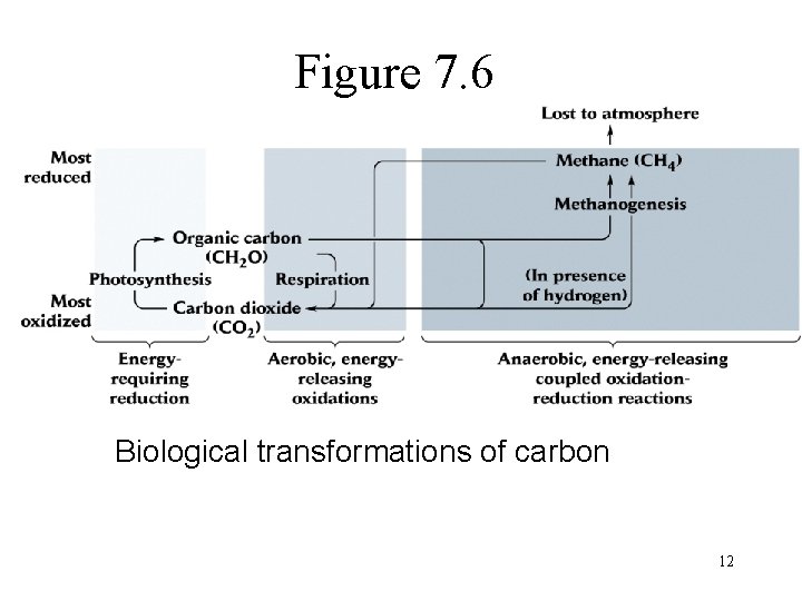 Figure 7. 6 Biological transformations of carbon 12 