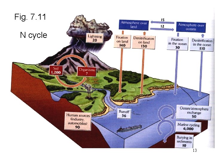 Fig. 7. 11 N cycle 13 