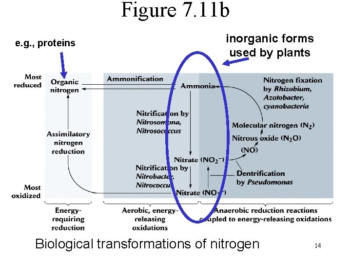 Figure 7. 11 b e. g. , proteins inorganic forms used by plants Biological