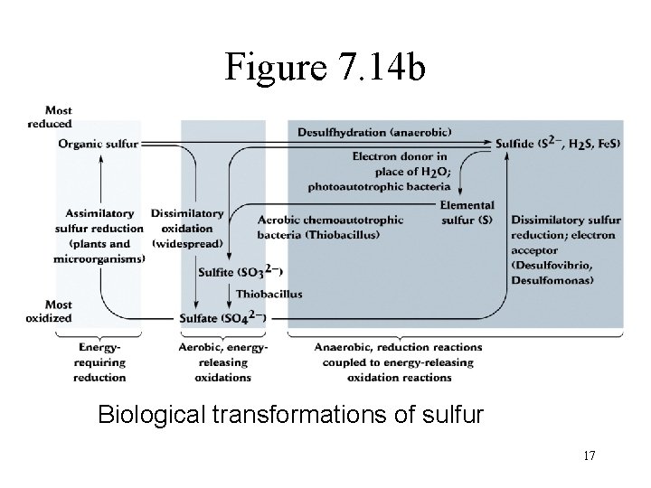 Figure 7. 14 b Biological transformations of sulfur 17 