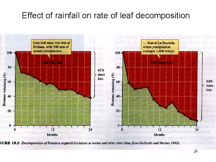 Effect of rainfall on rate of leaf decomposition 24 