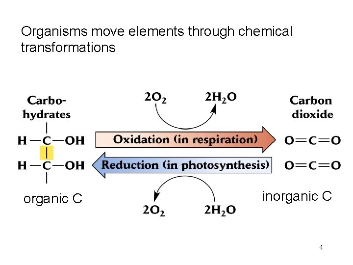 Organisms move elements through chemical transformations organic C inorganic C 4 