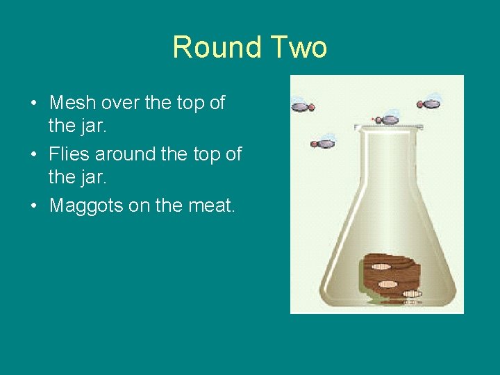 Round Two • Mesh over the top of the jar. • Flies around the