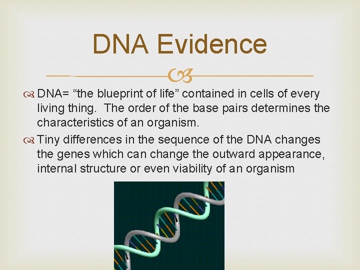 DNA Evidence DNA= “the blueprint of life” contained in cells of every living thing.