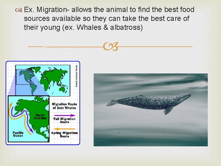  Ex. Migration- allows the animal to find the best food sources available so