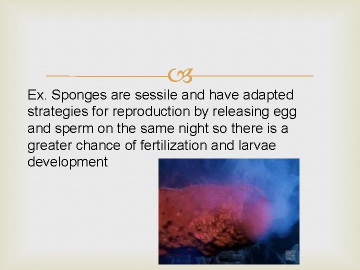  Ex. Sponges are sessile and have adapted strategies for reproduction by releasing egg