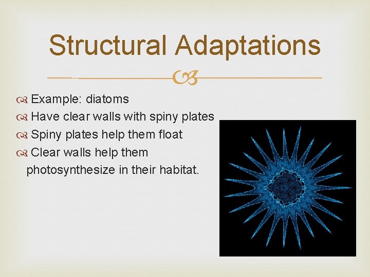 Structural Adaptations Example: diatoms Have clear walls with spiny plates Spiny plates help them