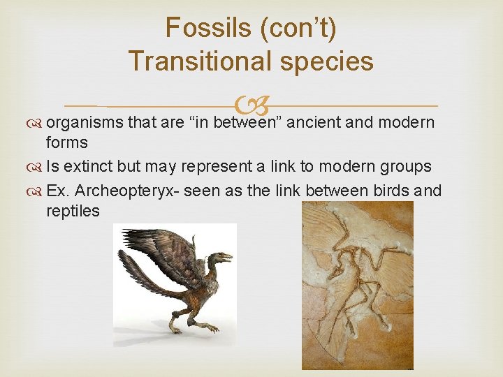 Fossils (con’t) Transitional species organisms that are “in between” ancient and modern forms Is