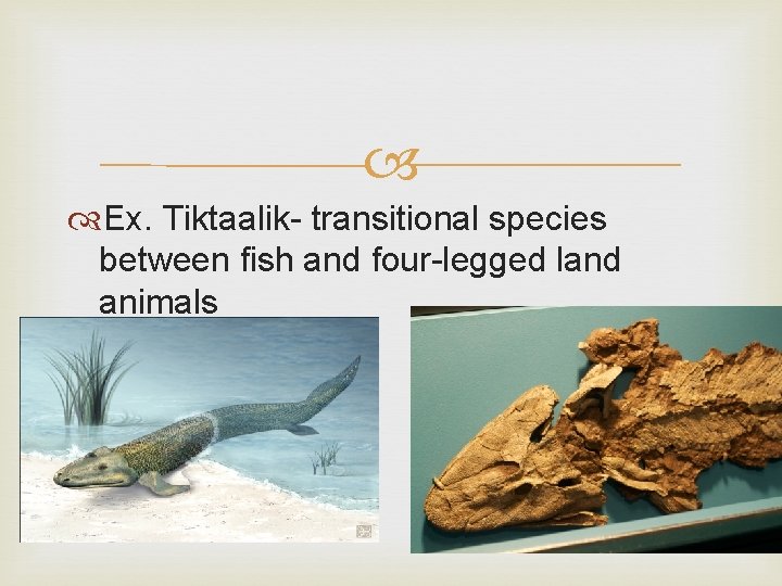  Ex. Tiktaalik- transitional species between fish and four-legged land animals 