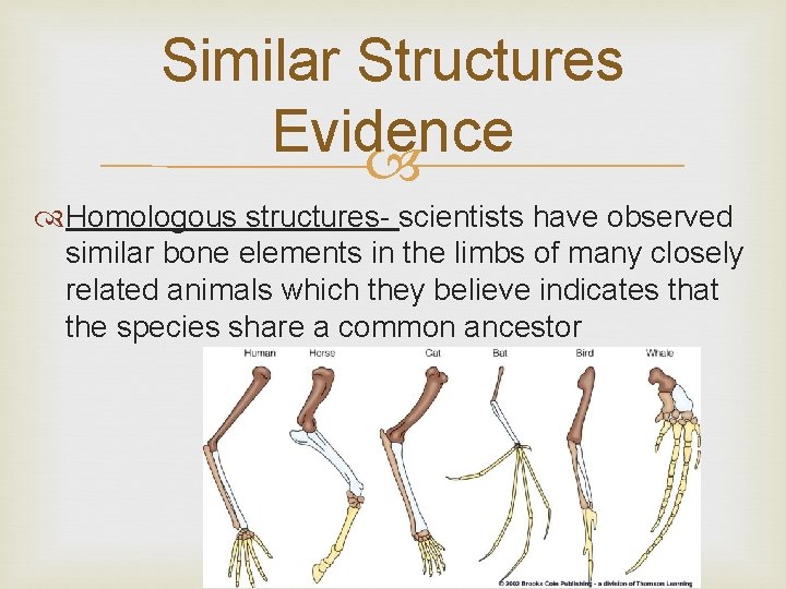 Similar Structures Evidence Homologous structures- scientists have observed similar bone elements in the limbs