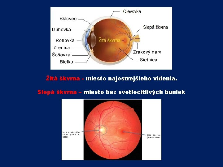 Žltá škvrna - miesto najostrejšieho videnia. Slepá škvrna – miesto bez svetlocitlivých buniek 