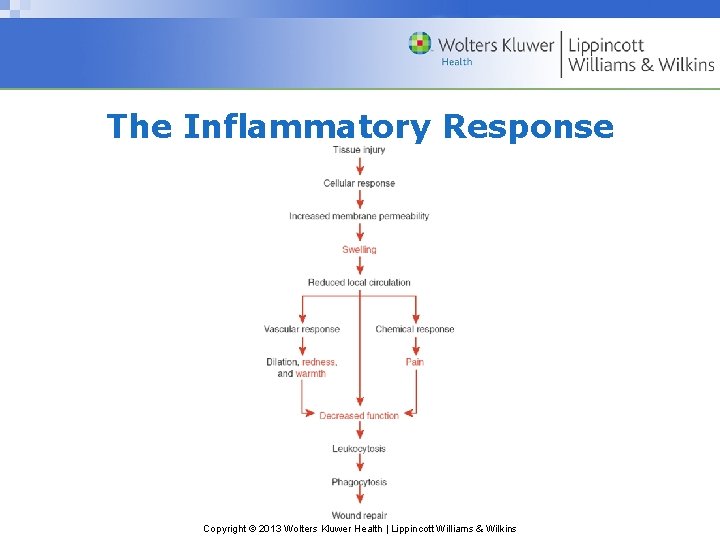 The Inflammatory Response Copyright © 2013 Wolters Kluwer Health | Lippincott Williams & Wilkins