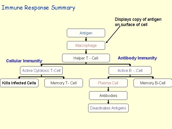 Immune Response Summary Displays copy of antigen on surface of cell Antigen Macrophage Antibody